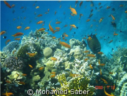RED SEA BY; MOHAMED SABER by Mohamed Saber 
